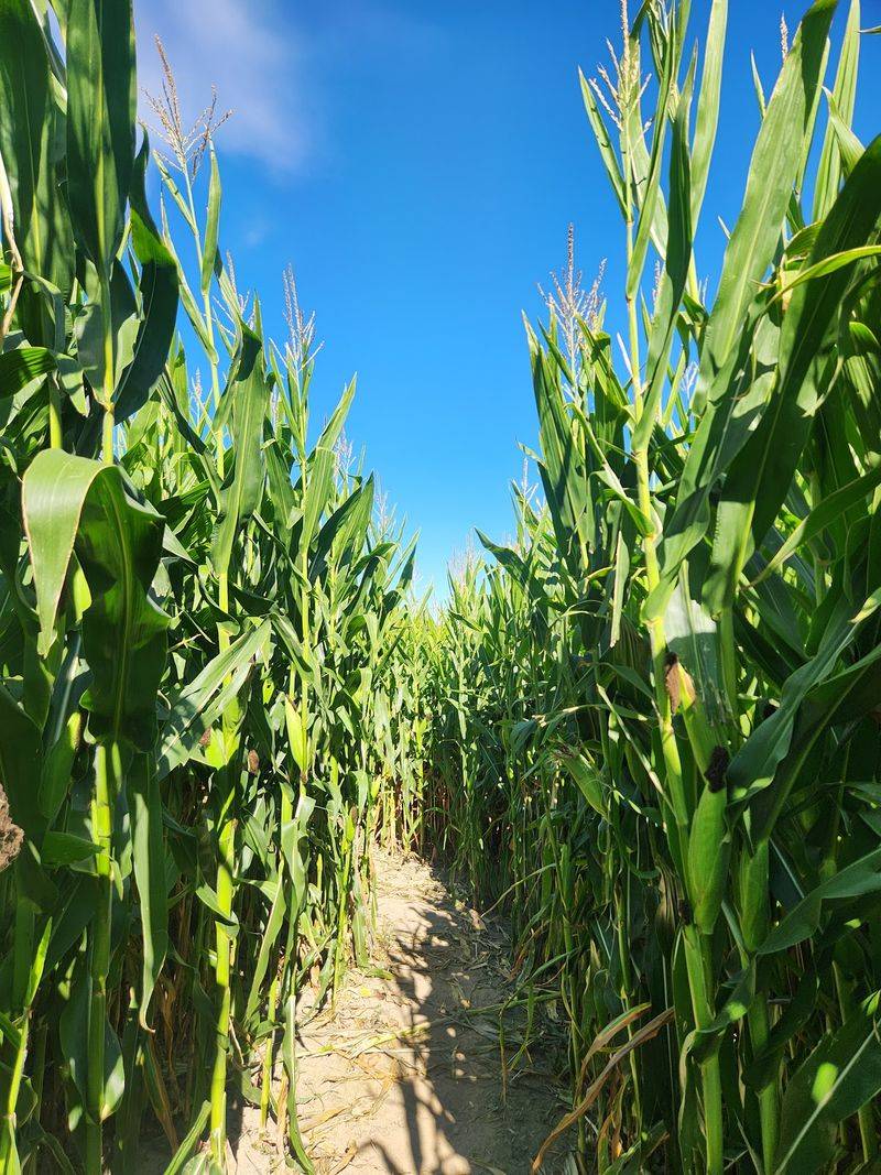 Getting Lost In The Corn Maze