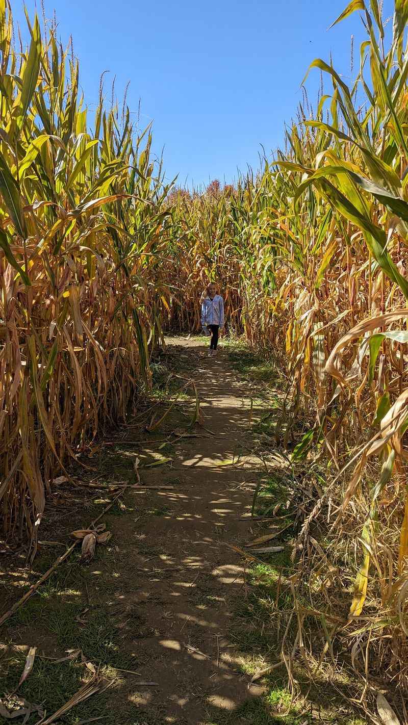 Getting Lost In The Corn Maze Getting Lost In The Corn Maze