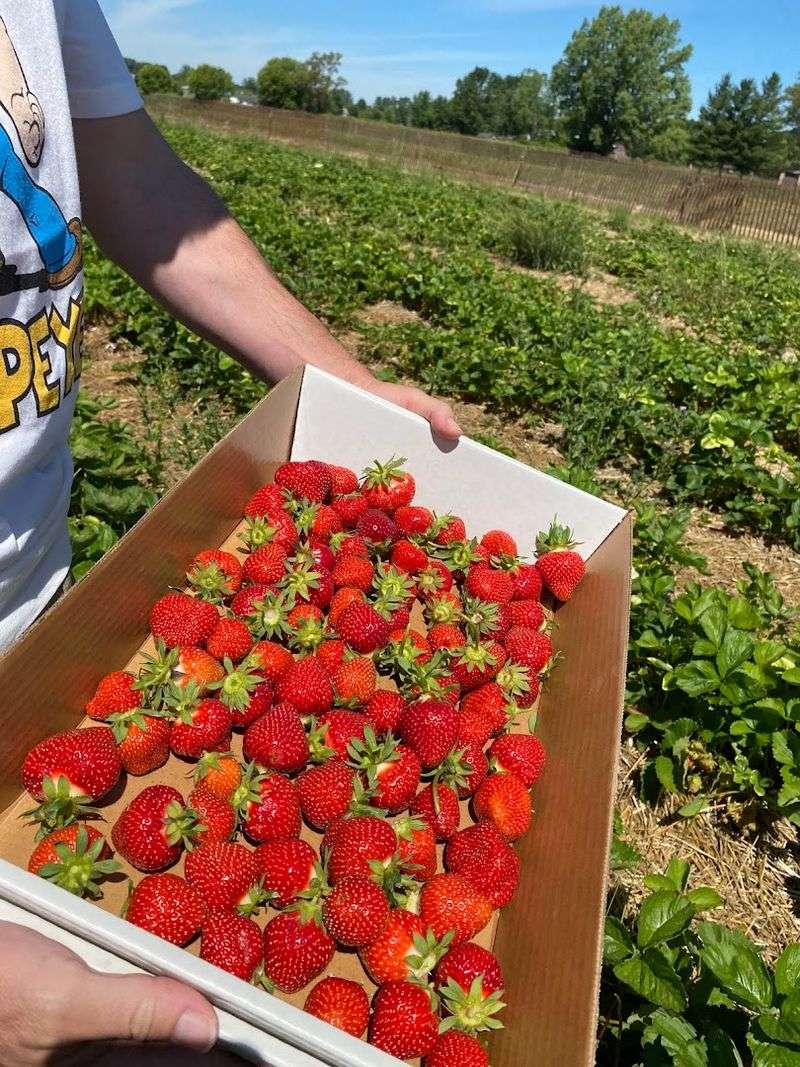 U-Pick Seasonal Fruits