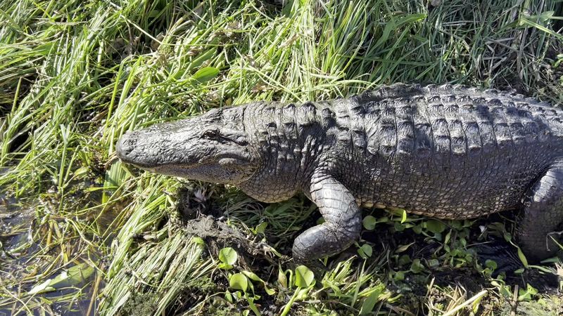 Alligators Up Close In Their Natural Habitat