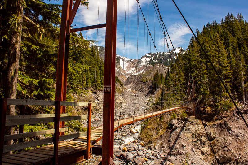 A Forest Walk Worth Every Step