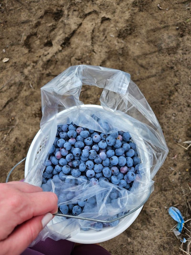 Getting There Without Losing The Blueberry Plot