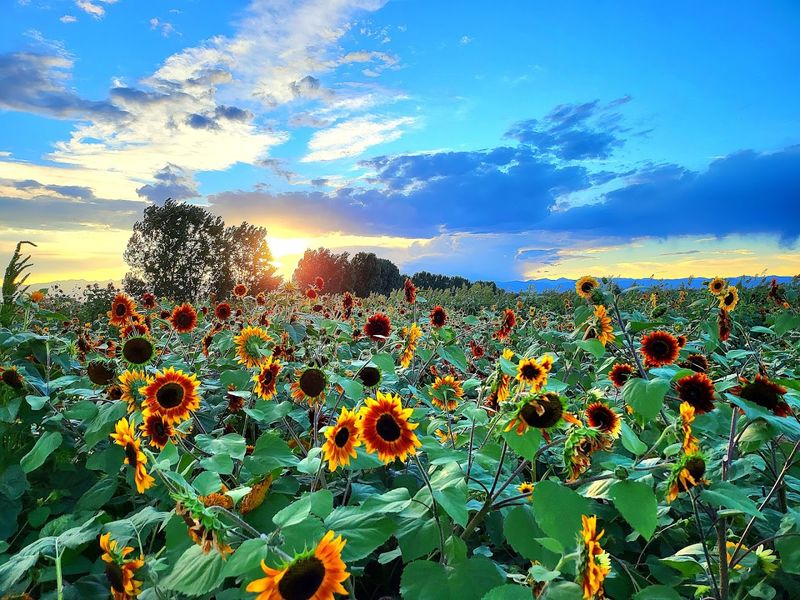 Getting There and Knowing When the Sunflowers Are Ready Getting There and Knowing When the Sunflowers Are Ready