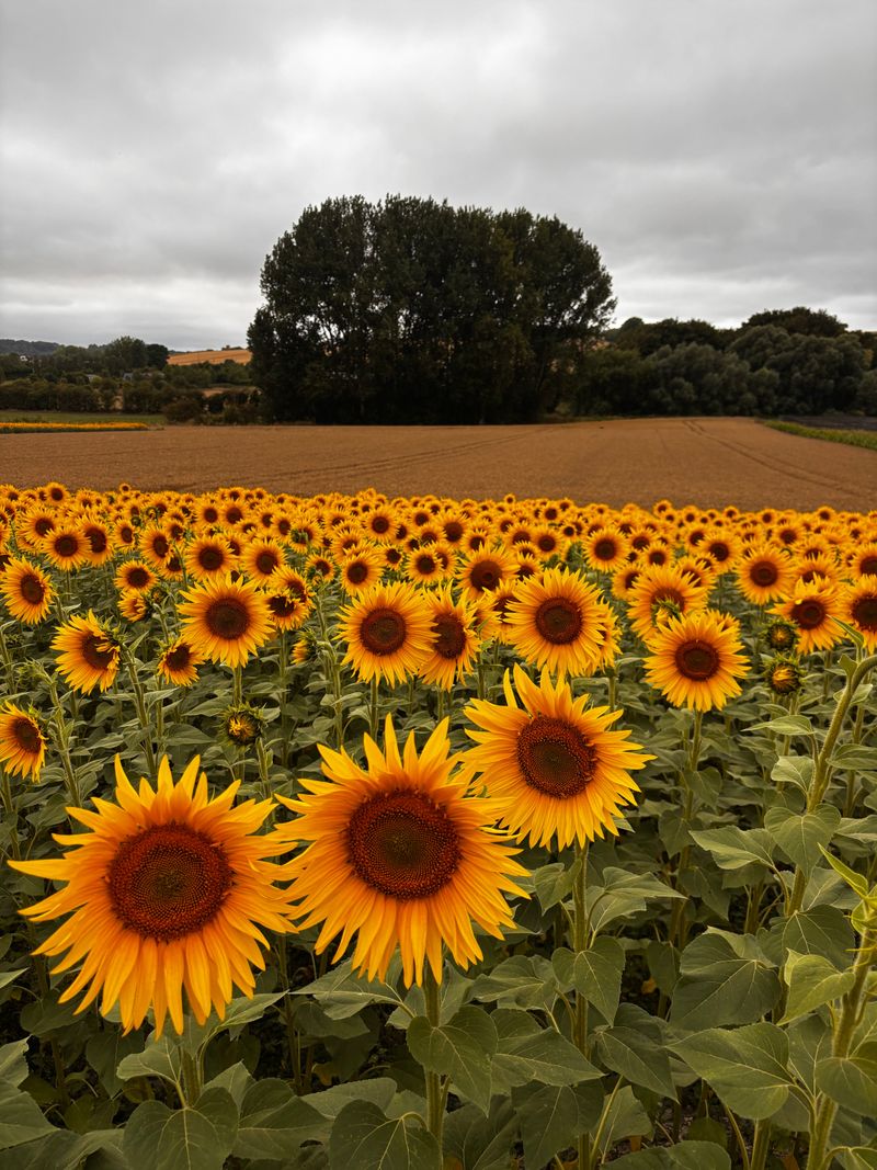 Getting To The Far Fields Without The Fuss