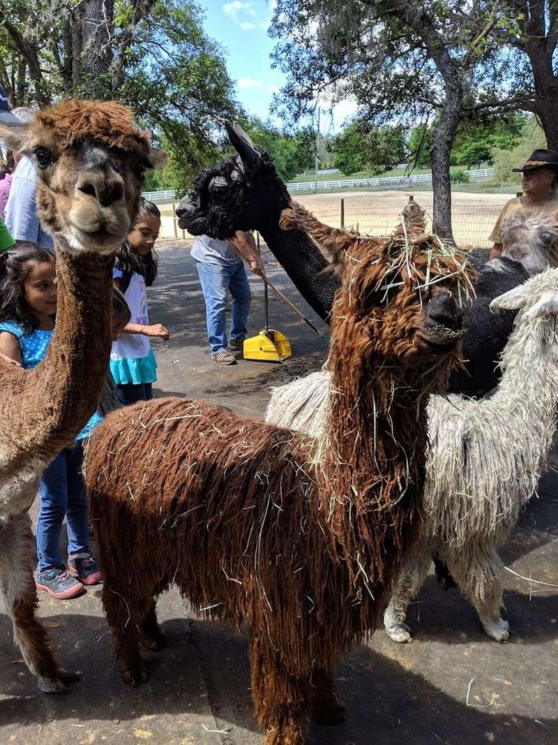 Getting Up Close With Alpacas Like Never Before