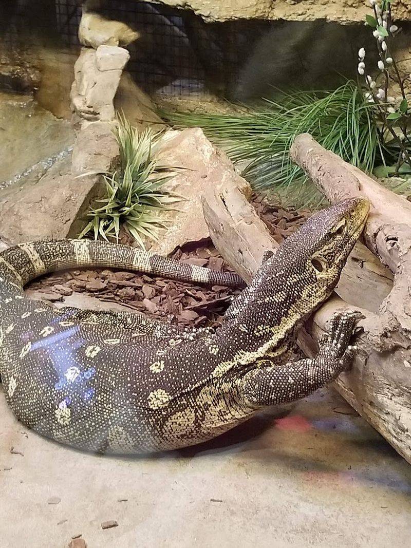 The Reptile House And Live Animal Shows