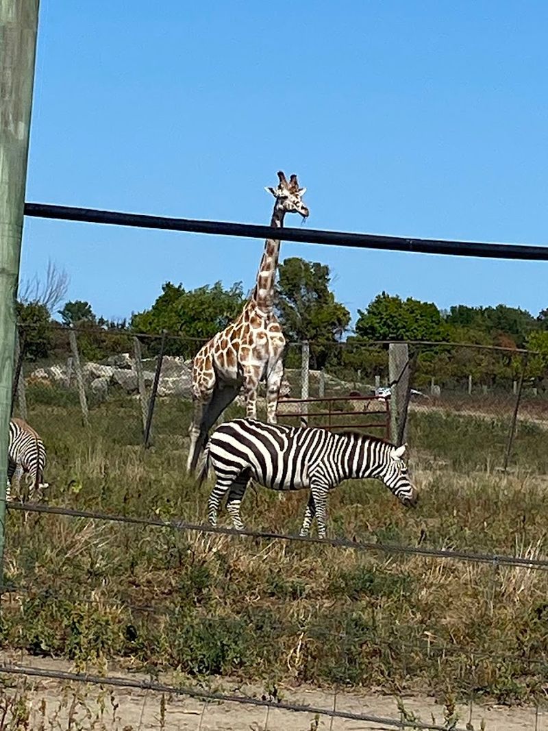 Zebras, Bison, and the Parade of Roaming Animals