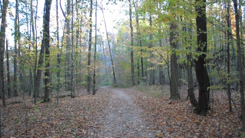 Trails, Boardwalks, and Woods That Feel Just a Shade Too Quiet