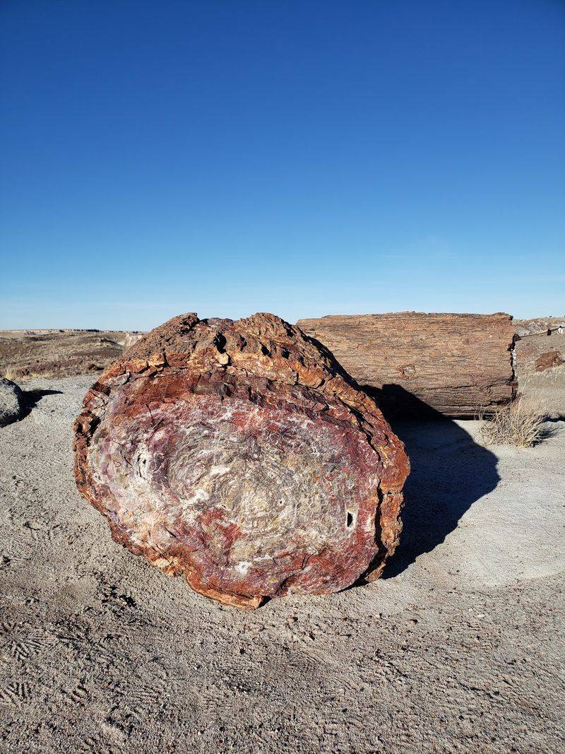 Giant Logs Trail Is Where Small Hikers Feel Tiny