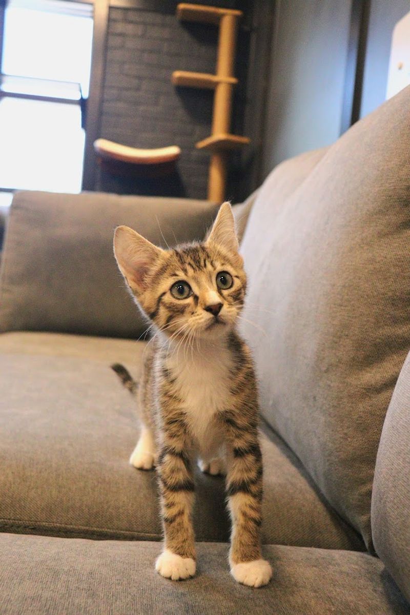A Dedicated Adoption Room Full Of Rescue Kittens Looking For Forever Homes