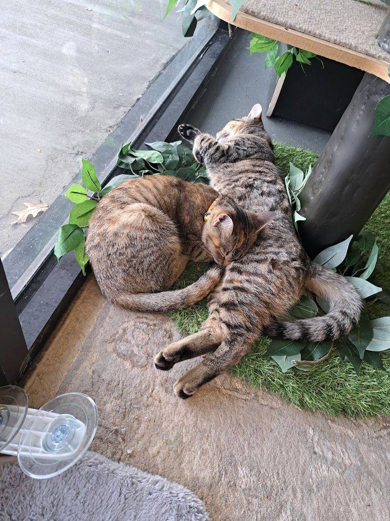 Adoptable Cats Turn Visits Into Forever Homes