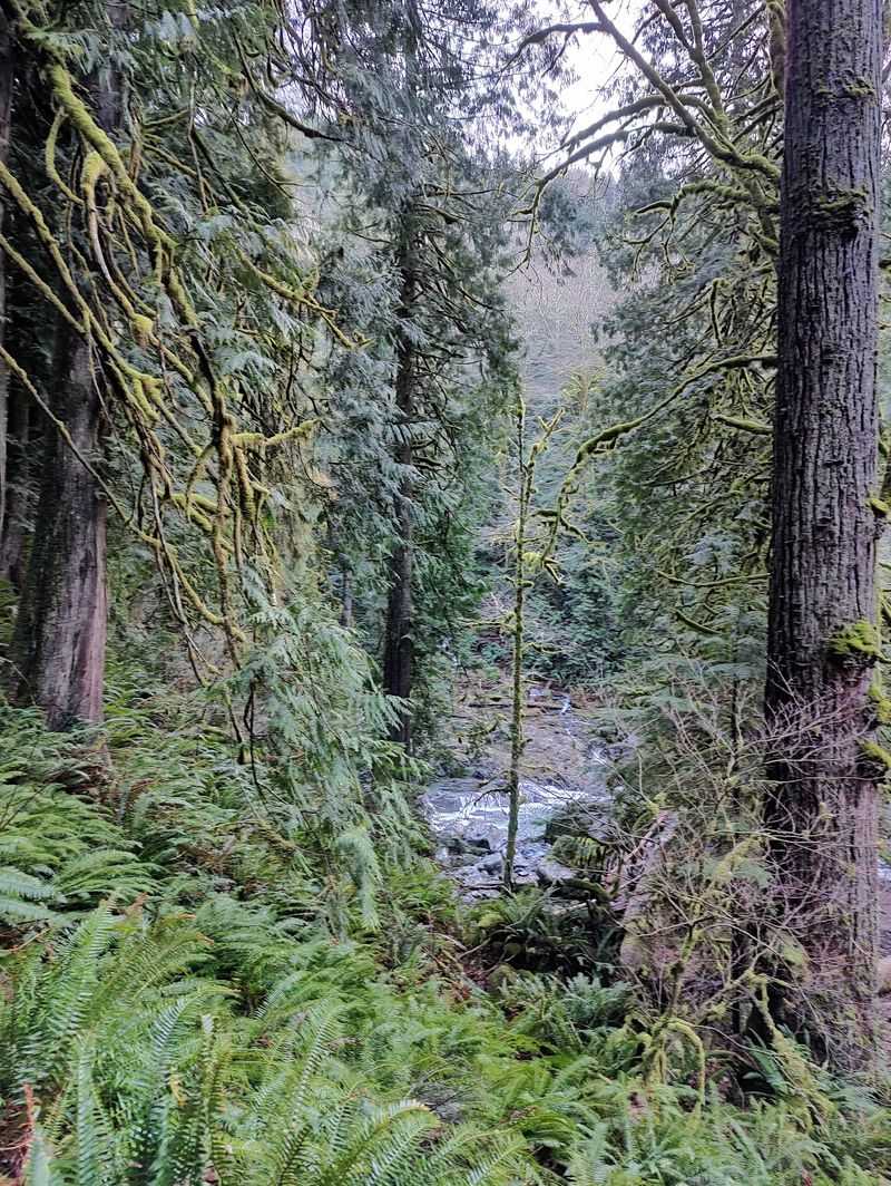 Giant Trees And A River Soundtrack