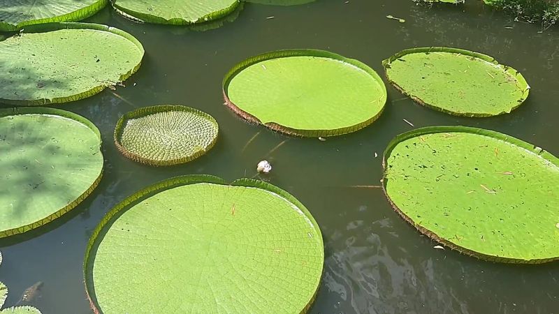 Giant Victoria Water Lilies