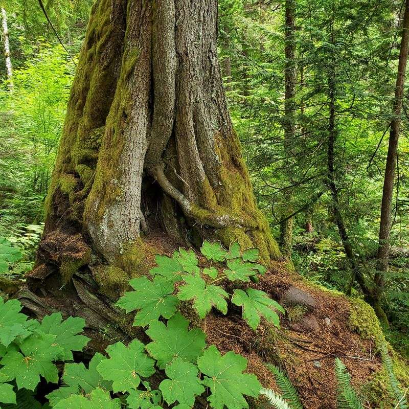Giants of the Old-Growth Grove