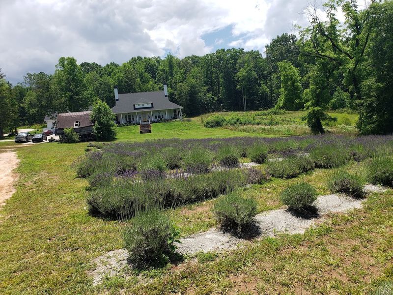 Lavender Ice Cream That Tastes Like Summer