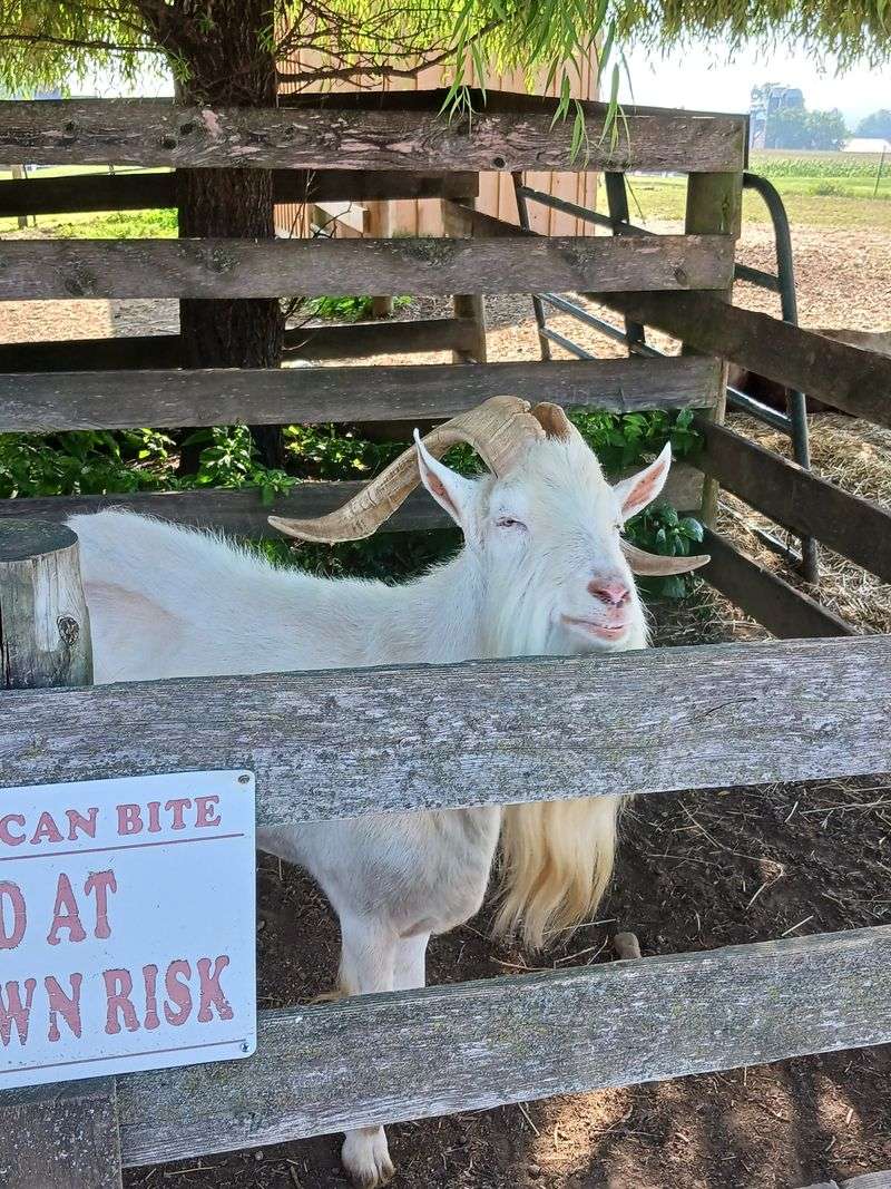 Petting Zoo Adds Extra Fun for Families