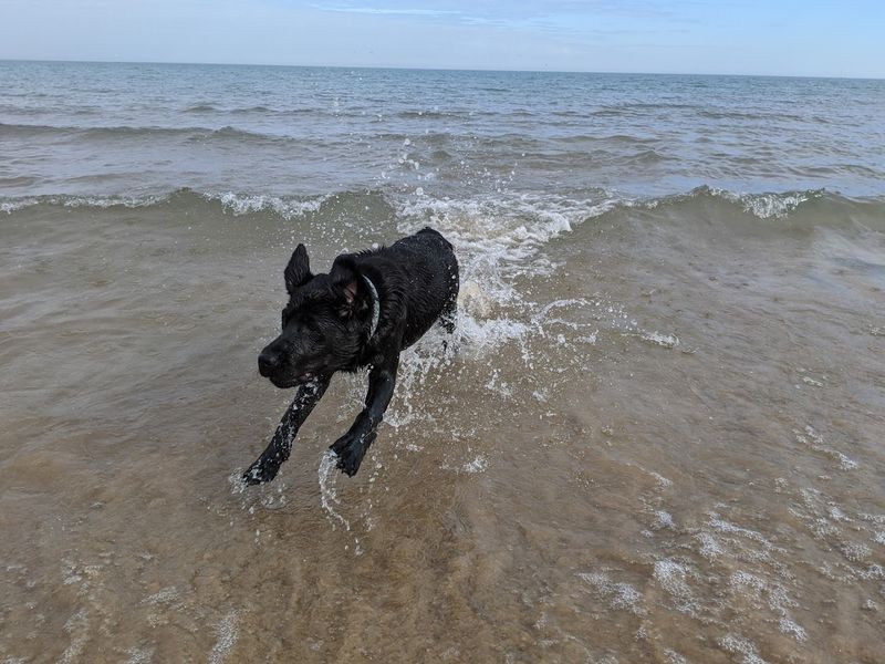 Gillson Dog Beach, Wilmette Gillson Dog Beach, Wilmette
