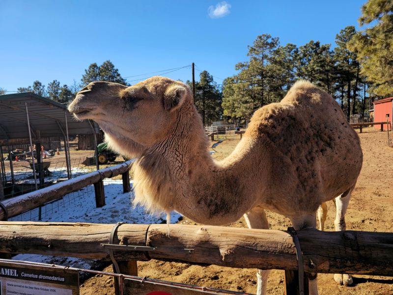 Ginger The Bison Steals The Spotlight Ginger The Bison Steals The Spotlight