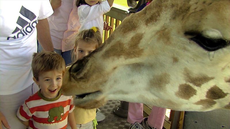 Giraffe Feeding And Up-Close Encounters Giraffe Feeding And Up-Close Encounters