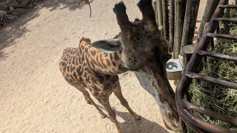Giraffe Feeding Is an Absolute Must-Do