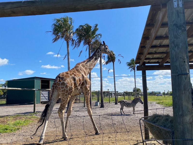 Giraffe Feeding Platform