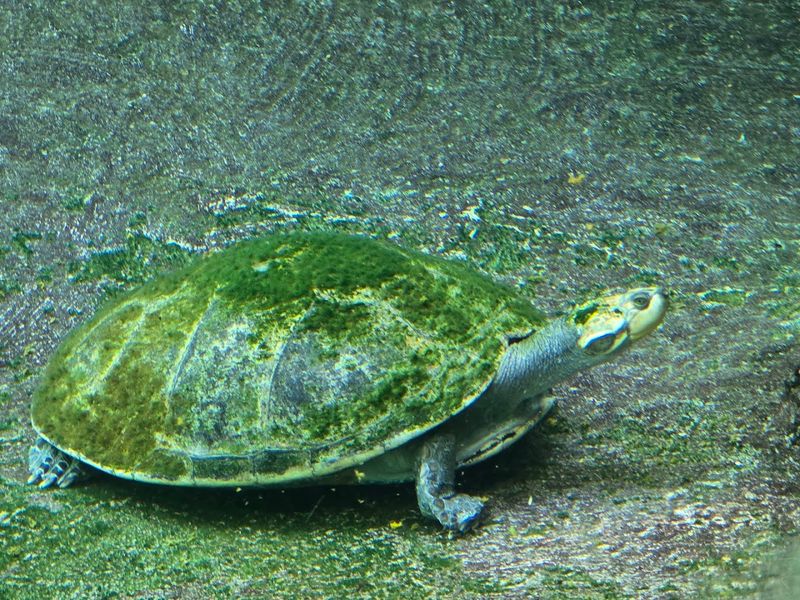 The Stingray In-Water Experience You Will Not Find Everywhere