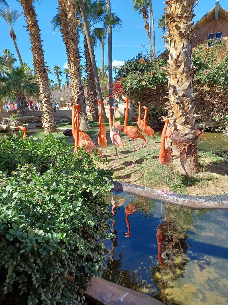 Kangaroo Walkabout And Roaming Peacocks