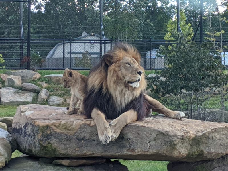 The Walk-Through Animal Exhibits