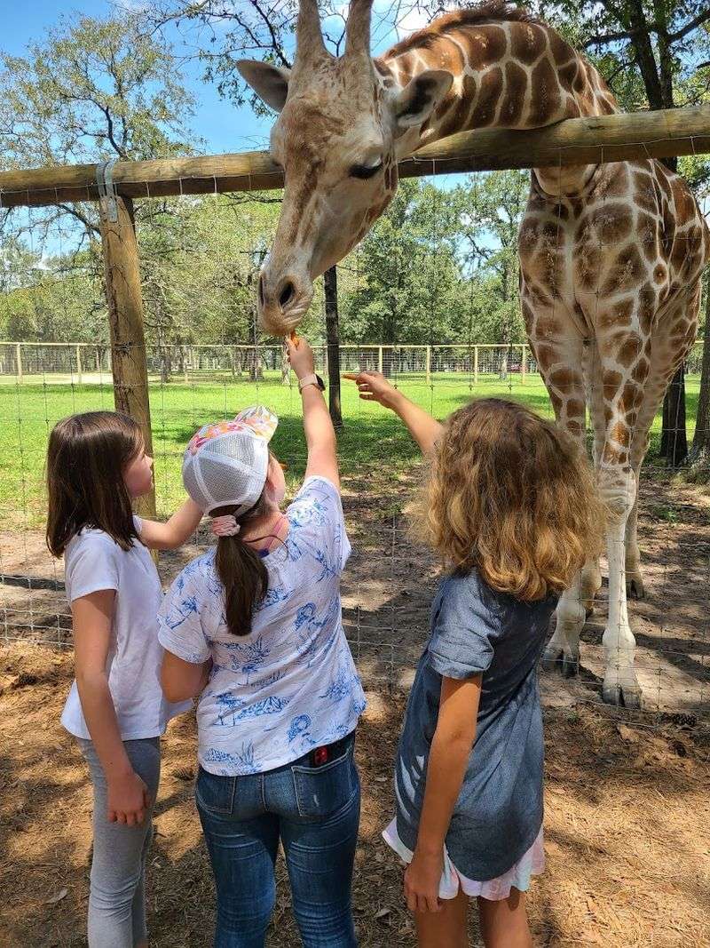 Giraffe Feeding on the Walking Path Is an Absolute Highlight