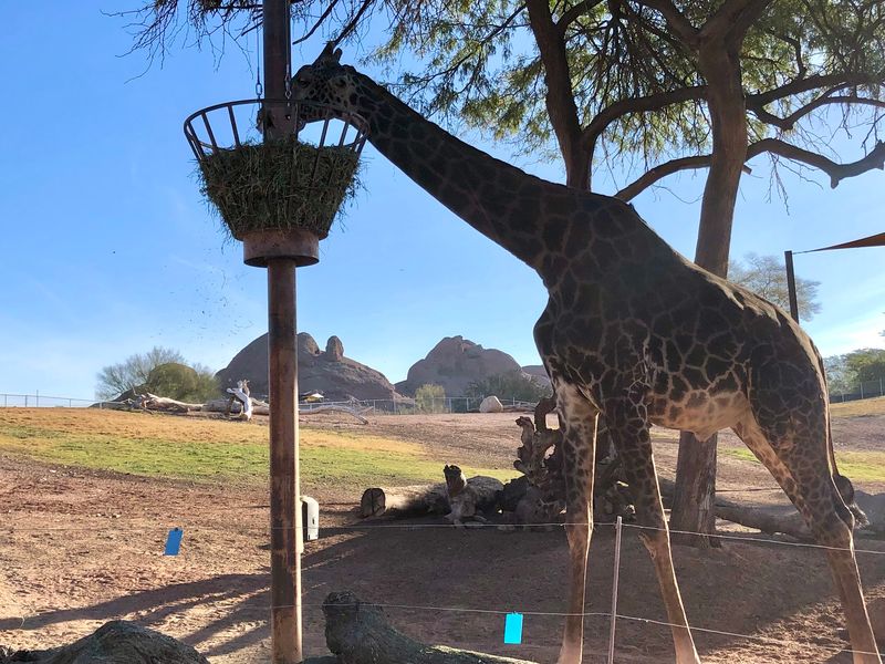 Giraffe Ranch