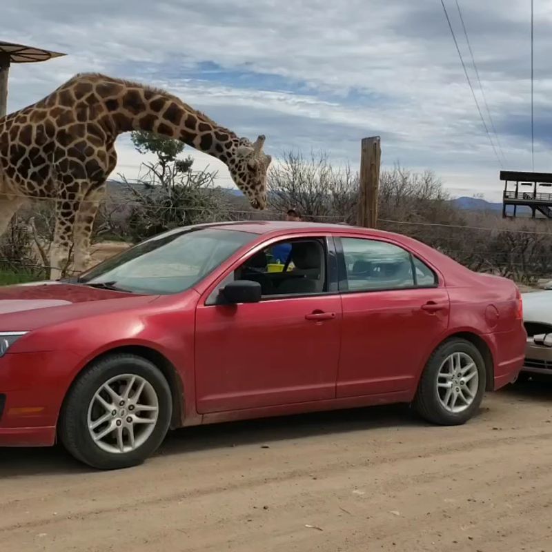 Giraffe Snacks Served Straight From Your Seat