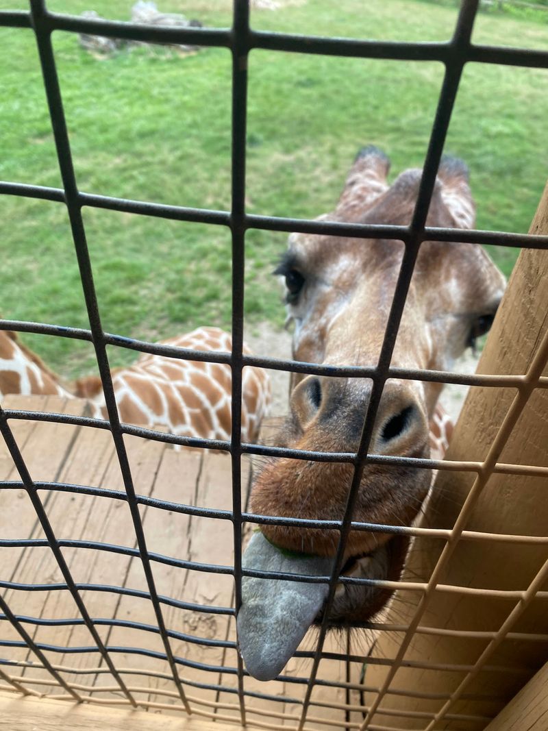 Giraffes And A Zoo That Punches Above Its Size Giraffes And A Zoo That Punches Above Its Size