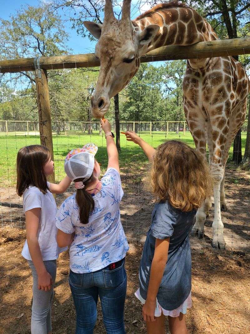 Giraffes Are A Star Attraction With Their Own Dedicated Viewing Deck Giraffes Are A Star Attraction With Their Own Dedicated Viewing Deck