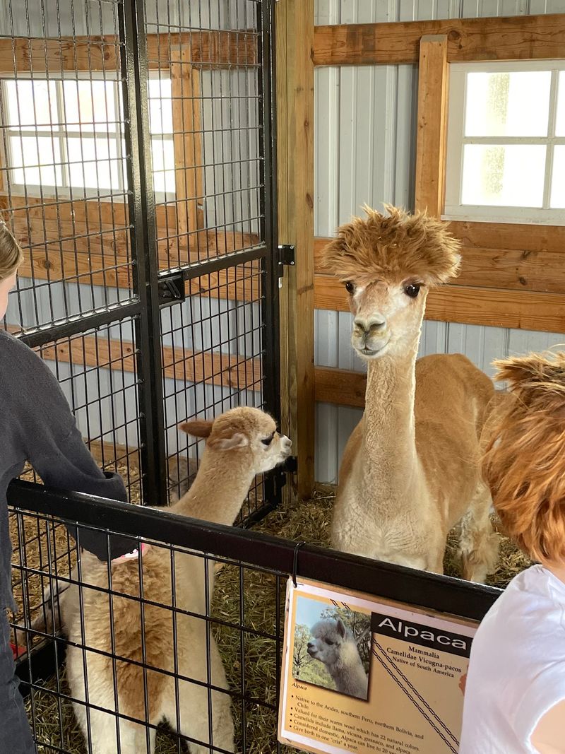 Giraffes, Camels And The Animal Land Petting Zoo