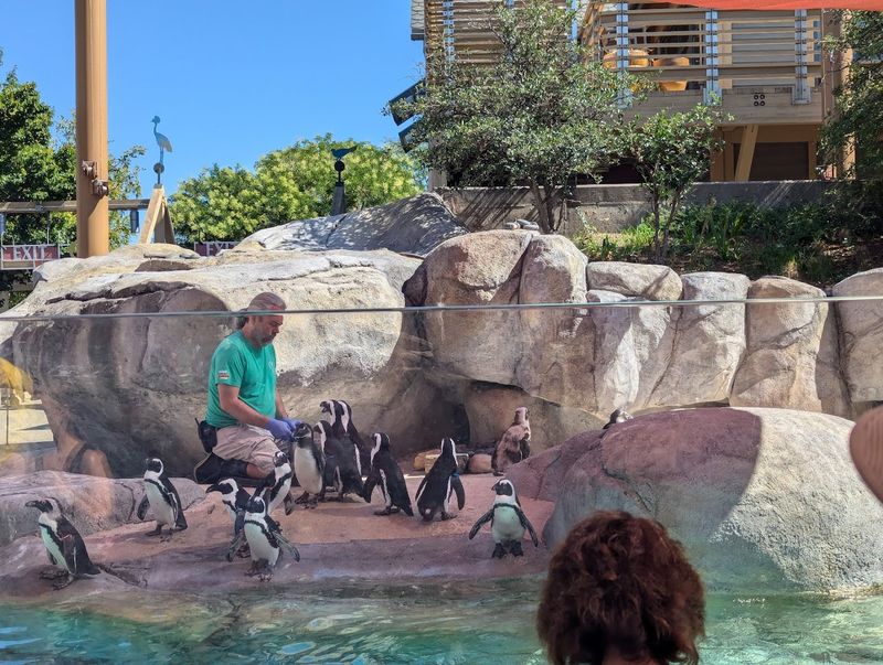 Penguins and Seals: The Cool Kids of the Zoo
