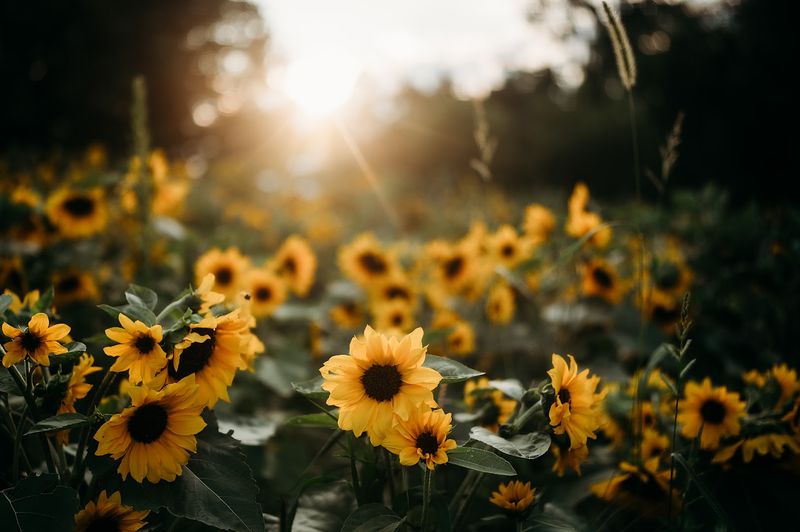 Meet The Owners And Ask Questions