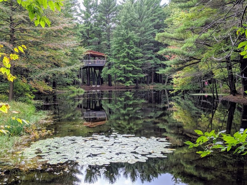 Give The Ground-Level Forest Equal Respect