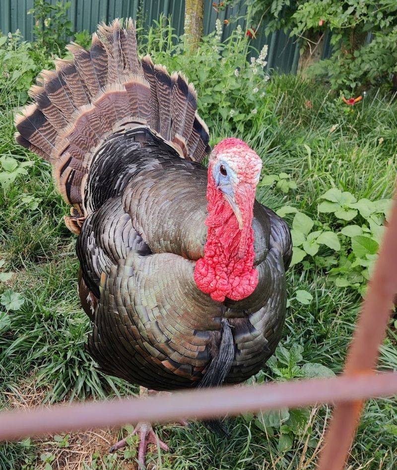 Step Outside For The Local Wildlife Thread
