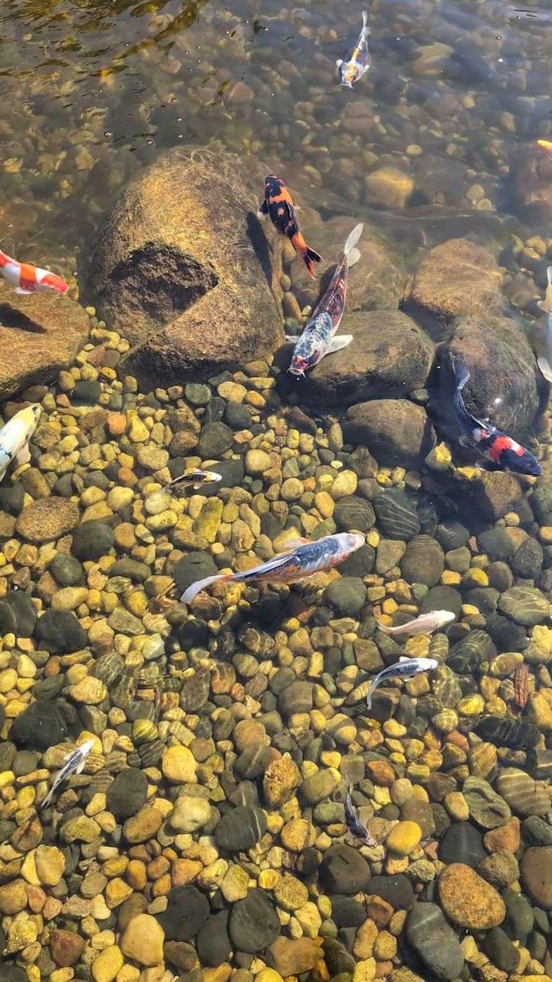 Give The Koi Time To Appear Give The Koi Time To Appear