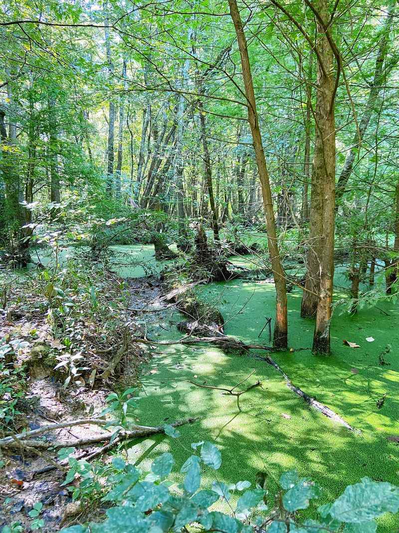 Glacial Floodwaters, Rare Creatures, And A Global Honor