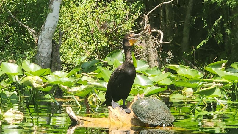 Bird Watching Along The River Is Exceptional