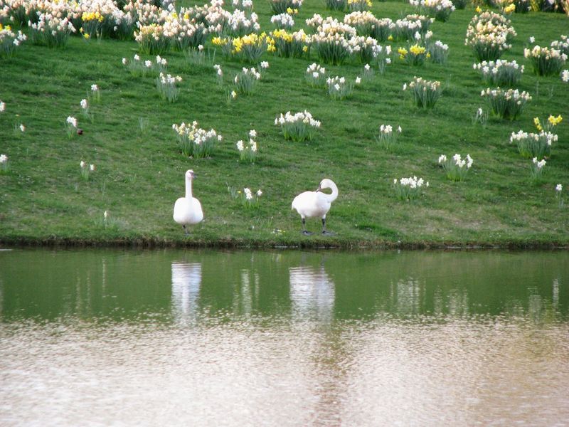 Glencoe, Illinois