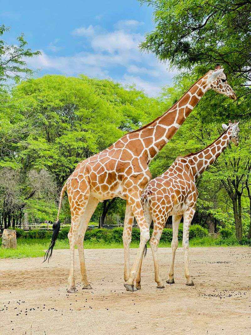 Brookfield - Holiday Magic at Brookfield Zoo