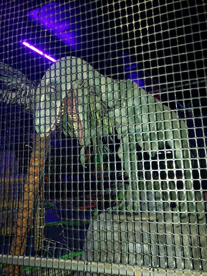Life-Size Dinosaur Displays For Photo Moments