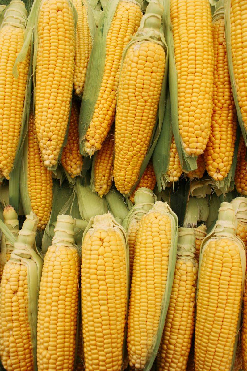 Go For The Corn, Not Just The Novelty Go For The Corn, Not Just The Novelty