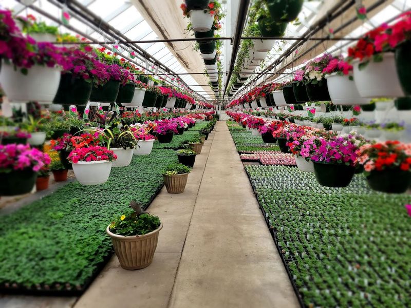 Go In Spring, When The Place Is At Its Liveliest