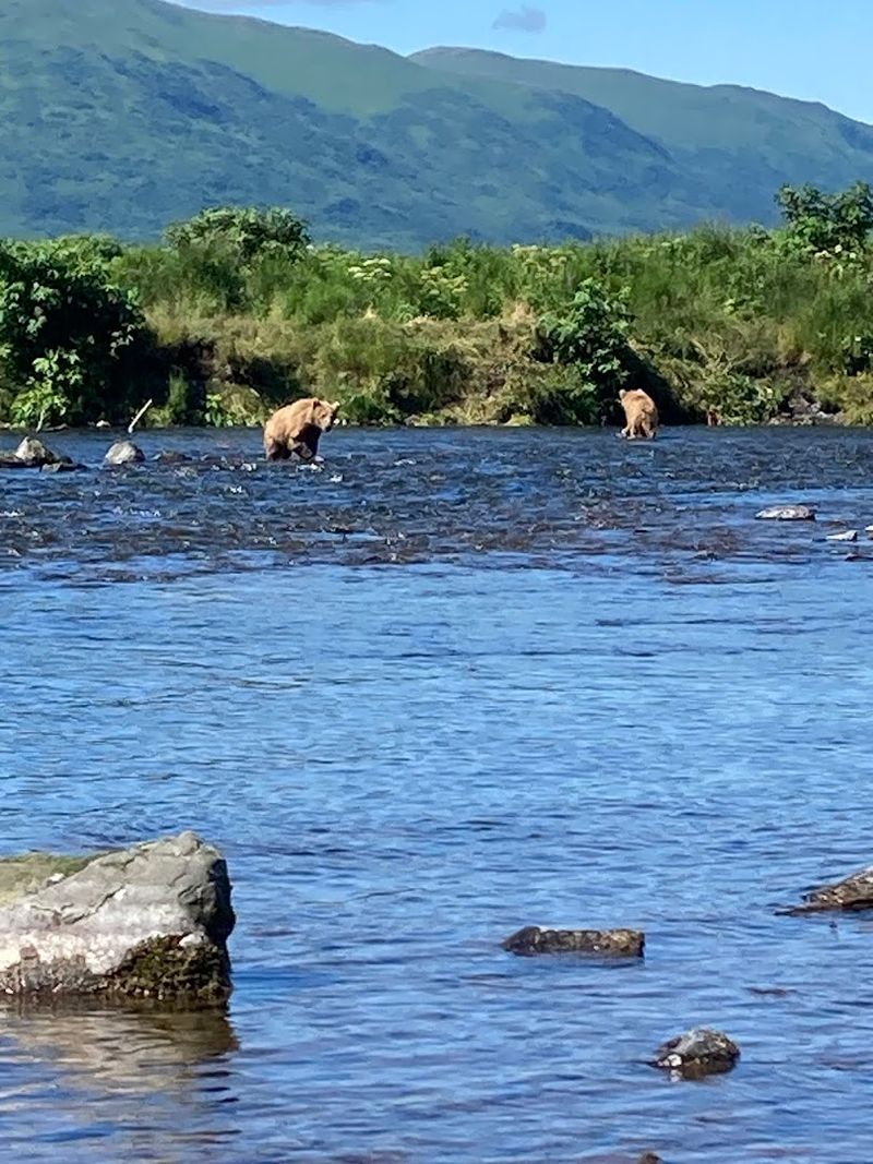 Go Kodiak Brown Bear Viewing 