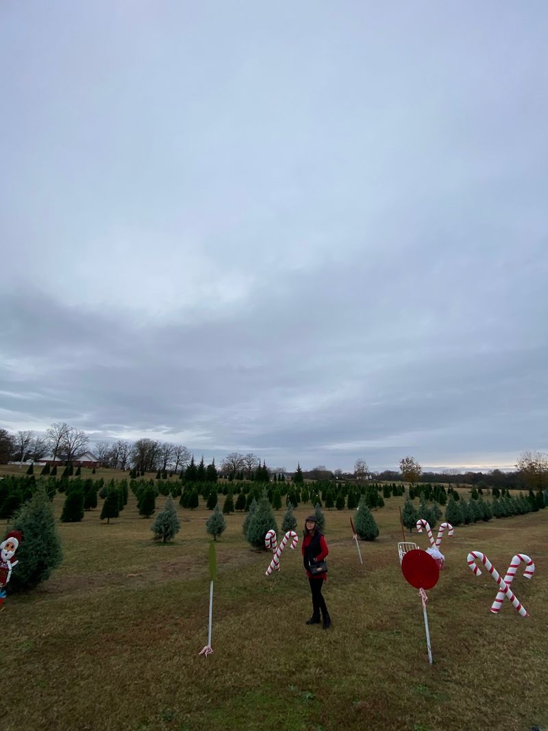 Go Looking For A Tree That Hands Out Candy Canes