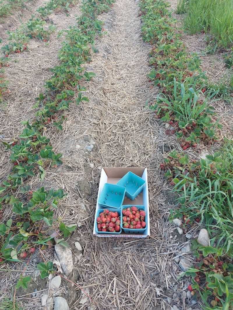 Go Strawberry Picking
