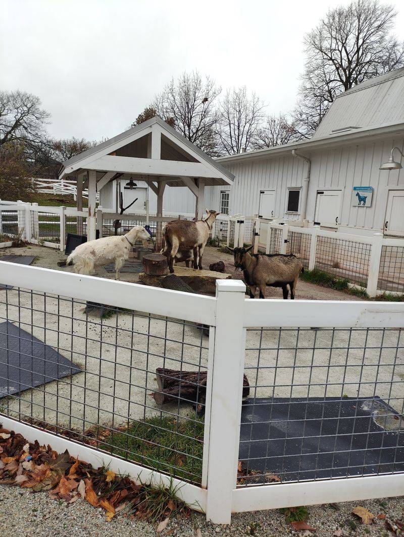 Goat Brushing, Pony Visits, And Barnyard Buddies Goat Brushing, Pony Visits, And Barnyard Buddies